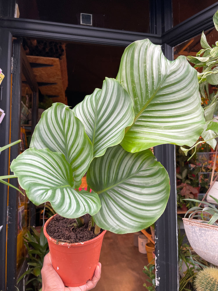 A Calathea Orbifolia plant also known as a Prayer plant in front of Urban Tropicana&