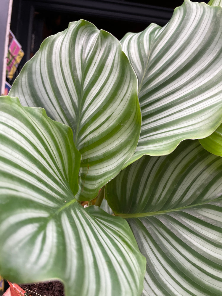 A Calathea Orbifolia plant also known as a Prayer plant in front of Urban Tropicana&