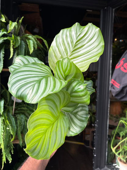 Calathea orbifolia houseplant in 14cm pot outside Urban Tropicana plant shop in Chiswick, London