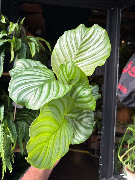 Calathea orbifolia houseplant in 14cm pot outside Urban Tropicana plant shop in Chiswick, London
