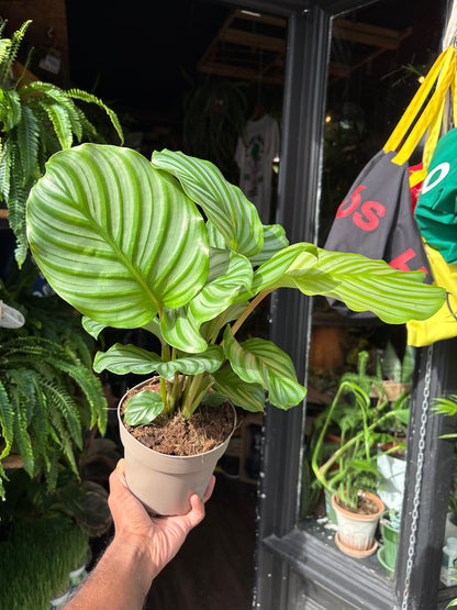 Calathea orbifolia houseplant in 14cm pot outside Urban Tropicana plant shop in Chiswick, London