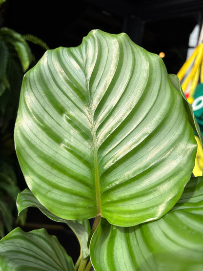 Calathea orbifolia houseplant in 14cm pot outside Urban Tropicana plant shop in Chiswick, London