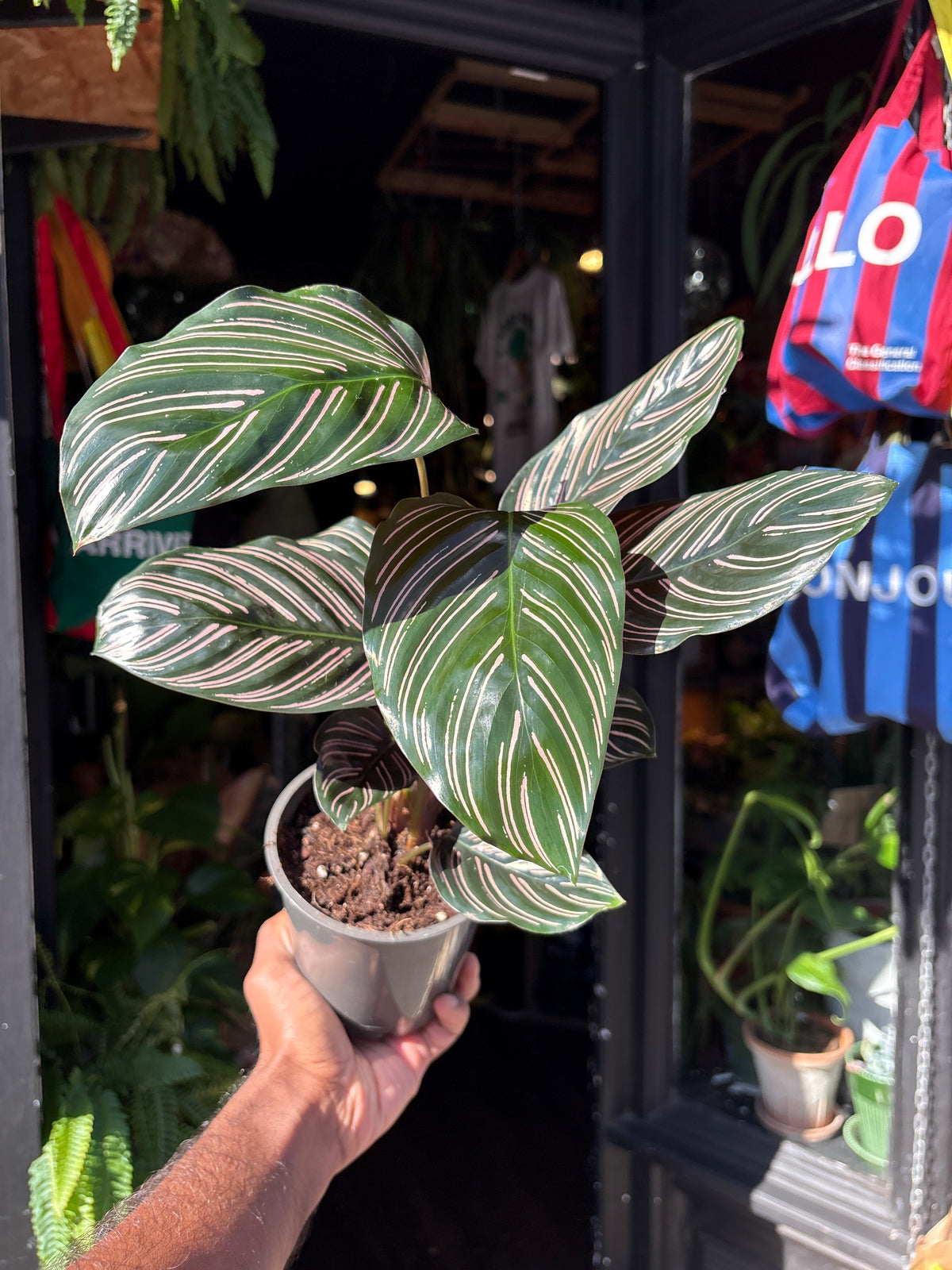 Calathea sanderiana (Pinstripe Plant) in 12cm pot outside Urban Tropicana plant shop in Chiswick, London