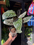 Calathea sanderiana (Pinstripe Plant) in 12cm pot outside Urban Tropicana plant shop in Chiswick, London