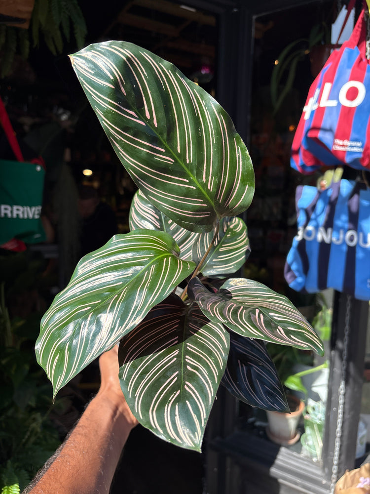 Calathea sanderiana (Pinstripe Plant) in 12cm pot outside Urban Tropicana plant shop in Chiswick, London