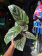 Calathea sanderiana (Pinstripe Plant) in 12cm pot outside Urban Tropicana plant shop in Chiswick, London