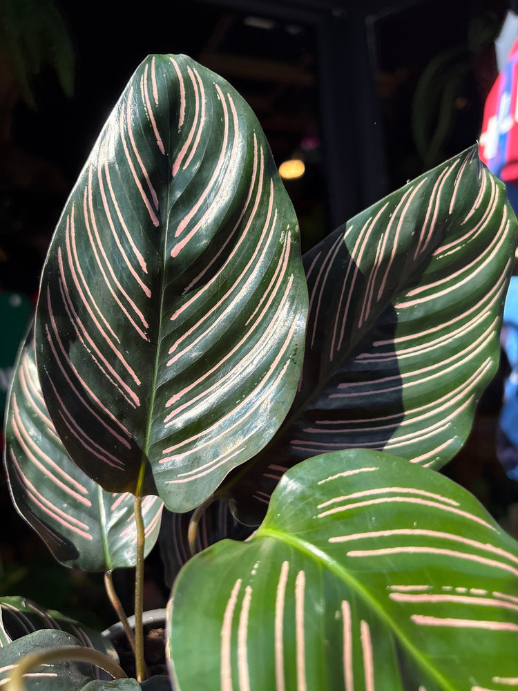 Calathea sanderiana (Pinstripe Plant) in 12cm pot outside Urban Tropicana plant shop in Chiswick, London