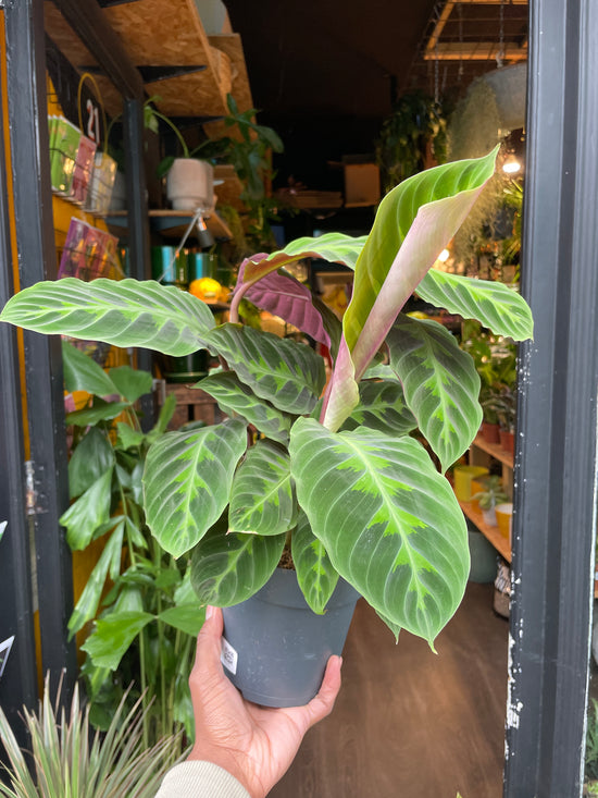 A Calathea Warscewiczii plant in front of Urban Tropicana&