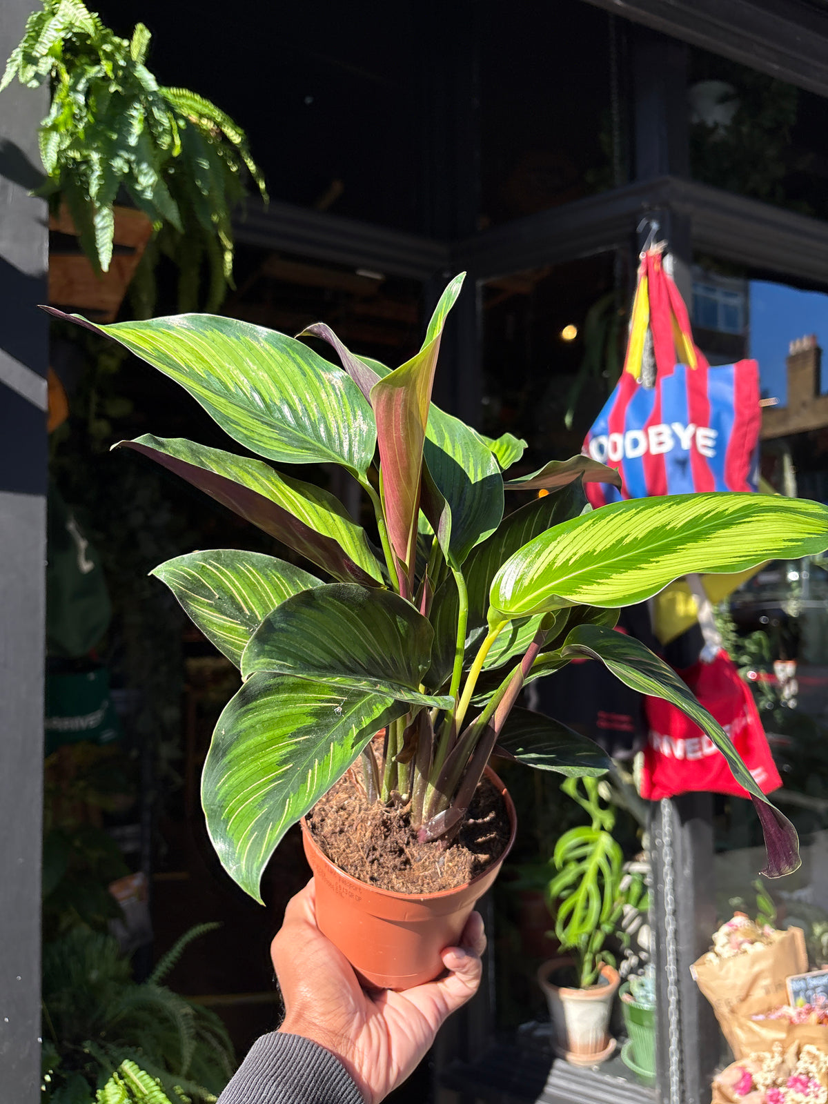 Calathea beauty star in a 12cm pot outside Urban Tropicana in Chiswick London