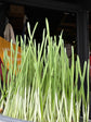 Cat grass plant in front of Urban Tropicana’s Plant Shop in Chiswick London