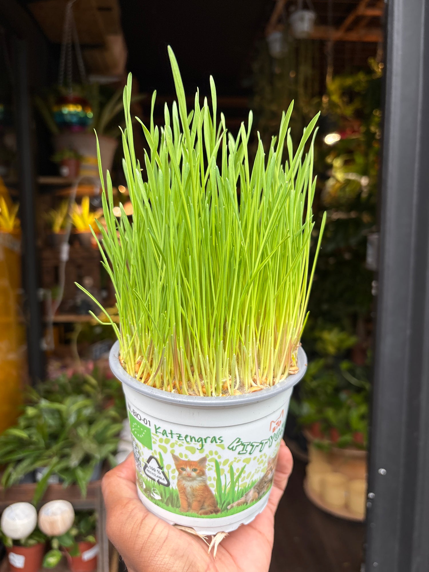 Cat grass plant in front of Urban Tropicana’s Plant Shop in Chiswick London