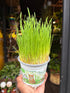 Cat grass plant in front of Urban Tropicana’s Plant Shop in Chiswick London