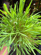 Cat grass plant in front of Urban Tropicana’s Plant Shop in Chiswick London