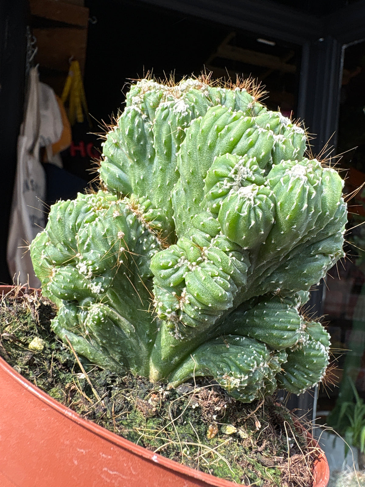 Cereus Peruvianus Monstrosus, also known as the Monstrose Peruvian Apple Cactus, Curiosity Plant or Monstrose Cereus, outside Urban Tropicana’s houseplant store in Chiswick, West London