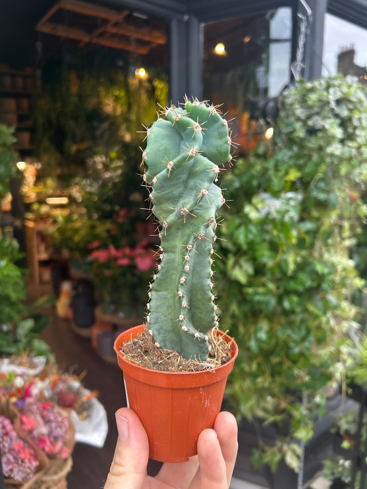 A Cereus Peruvianus Tortuosus plant in front of Urban Tropicana’s Plant Shop in Chiswick London