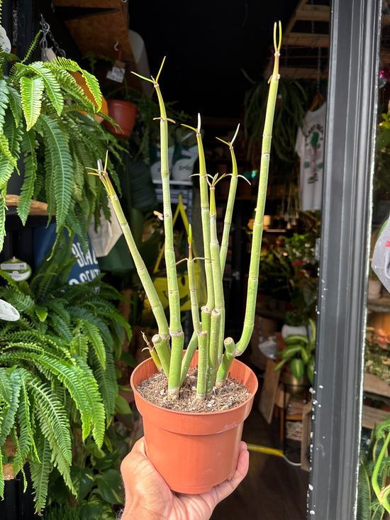 Ceropegia dichotoma succulent in 13cm pot outside Urban Tropicana plant shop in Chiswick, London
