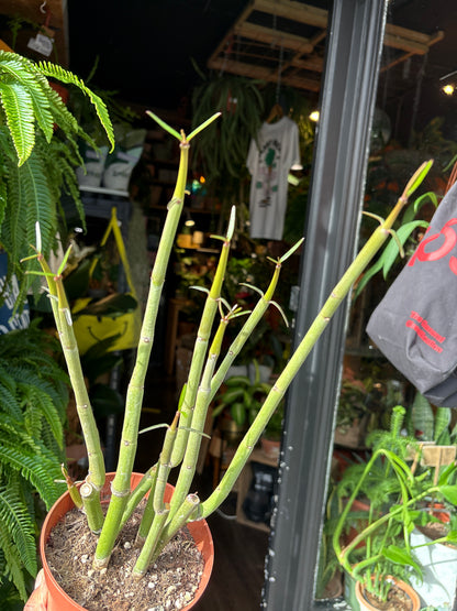 Ceropegia dichotoma succulent in 13cm pot outside Urban Tropicana plant shop in Chiswick, London