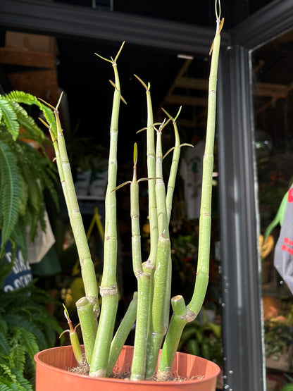 Ceropegia dichotoma succulent in 13cm pot outside Urban Tropicana plant shop in Chiswick, London