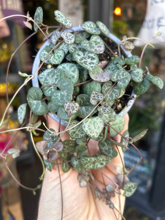 Ceropegia woodii (string of hearts) plant outside Urban Tropicana plant shop in Chiswick, London
