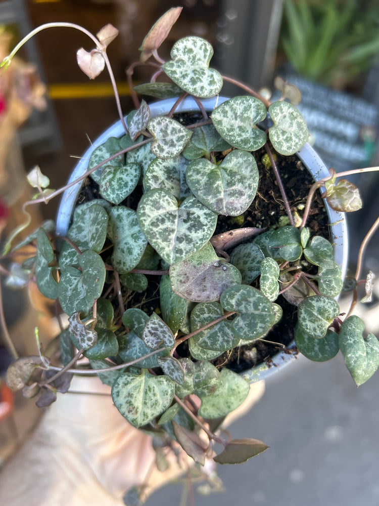 Ceropegia woodii (string of hearts) plant outside Urban Tropicana plant shop in Chiswick, London