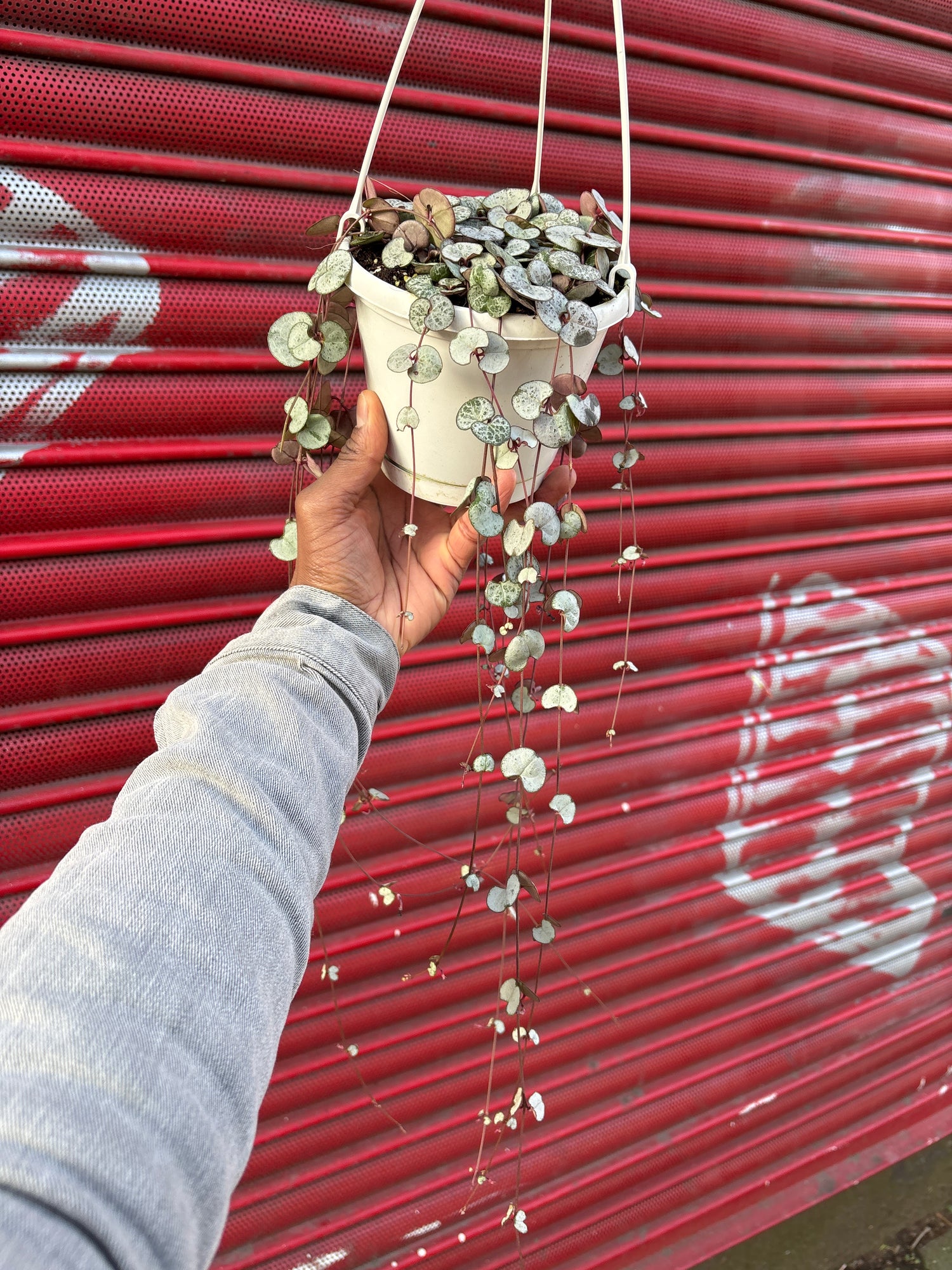 A Ceropegia Woodii Silver Glory or string of hearts plant in front of Urban Tropicana&