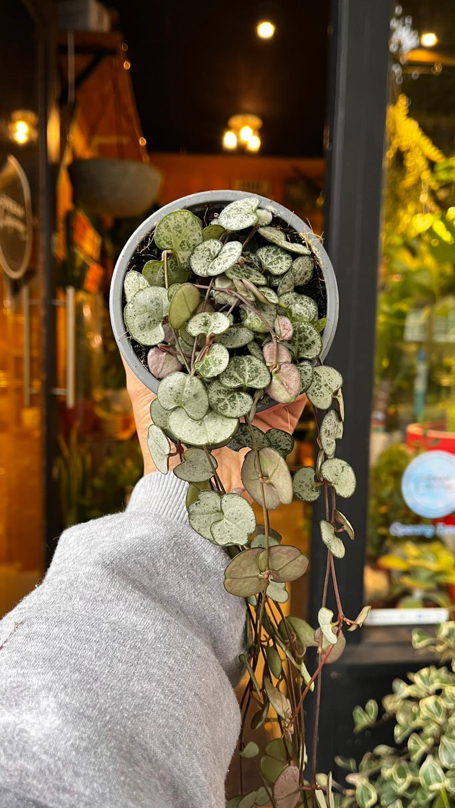 A Ceropegia Woodii Silver Glory plant in front of Urban Tropicana’s Plant Shop in Chiswick London