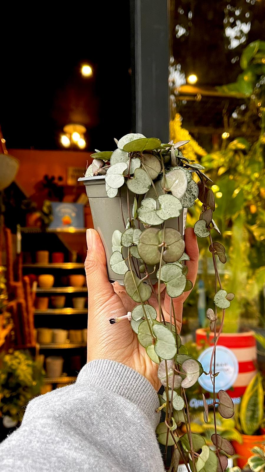 A Ceropegia Woodii Silver Glory plant in front of Urban Tropicana’s Plant Shop in Chiswick London