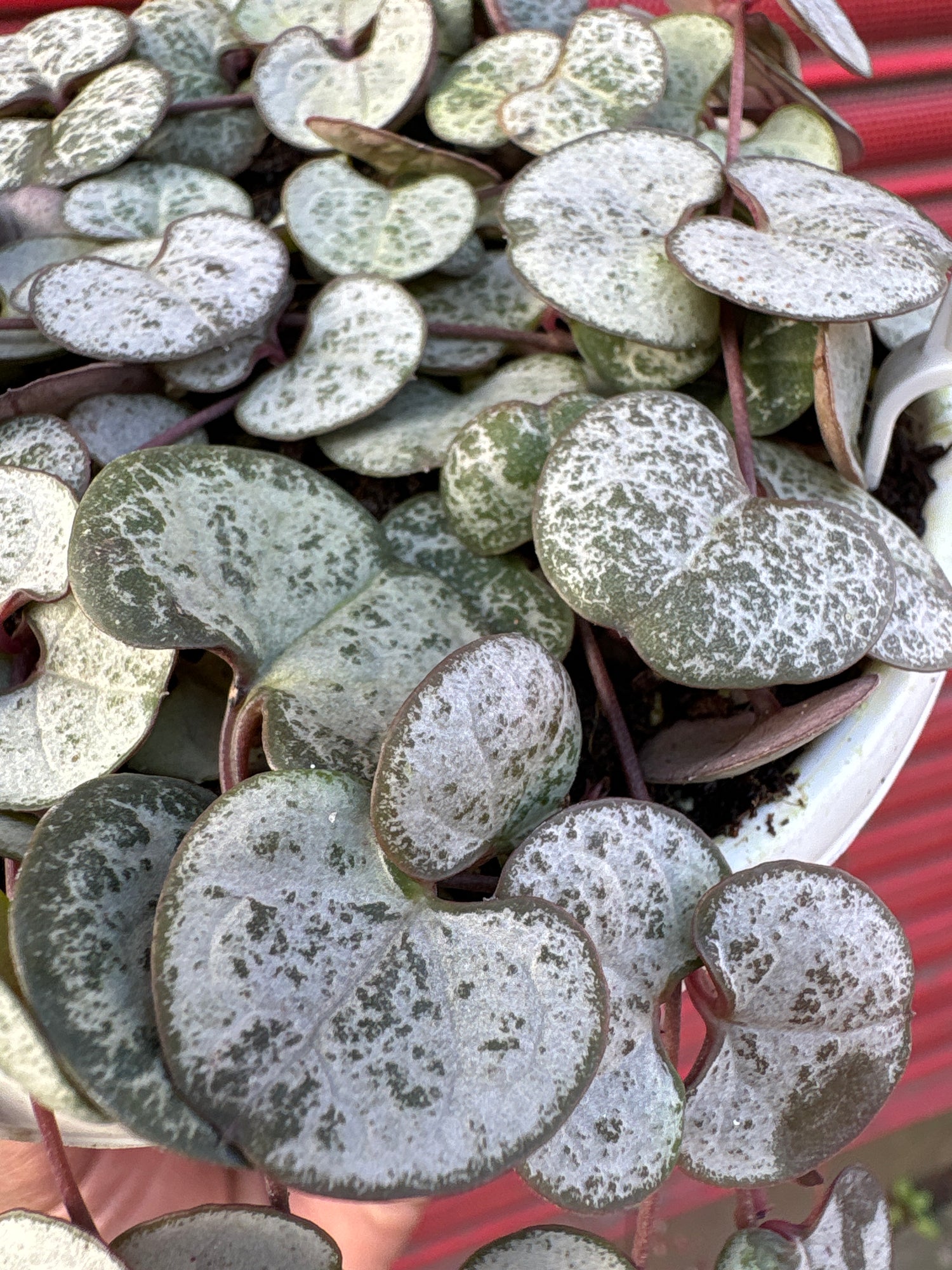 A Ceropegia Woodii Silver Glory or string of hearts plant in front of Urban Tropicana&