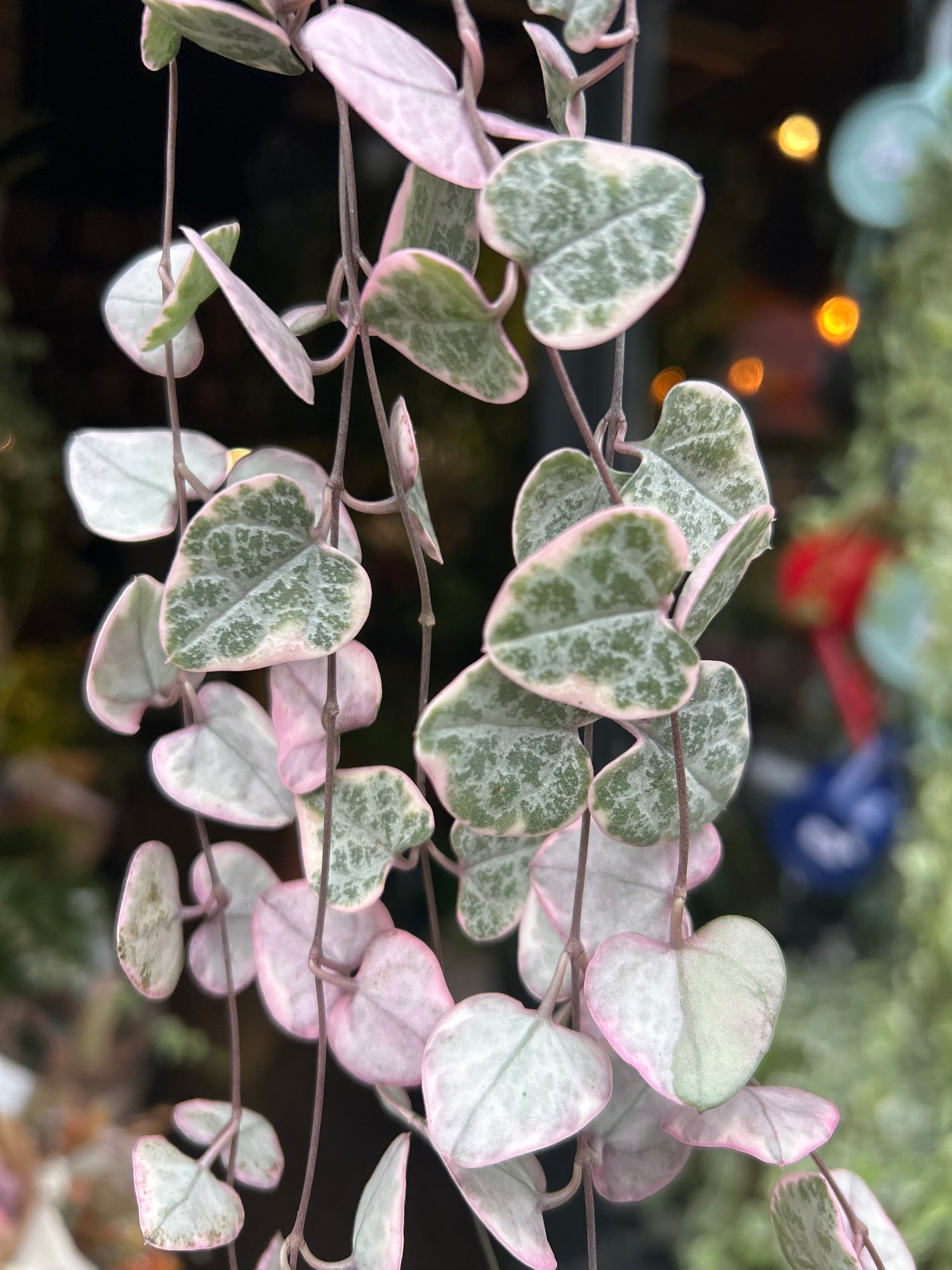 Ceropegia Woodii Variagata, or Variegated String of Hearts, outside Urban Tropicana’s houseplant store in Chiswick, West London