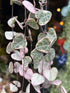Ceropegia Woodii Variagata, or Variegated String of Hearts, outside Urban Tropicana’s houseplant store in Chiswick, West London