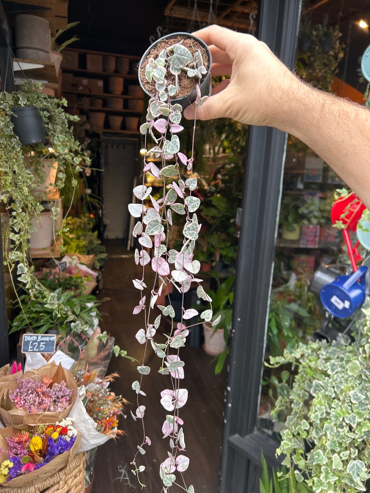 Ceropegia Woodii Variagata, or Variegated String of Hearts, outside Urban Tropicana’s houseplant store in Chiswick, West London
