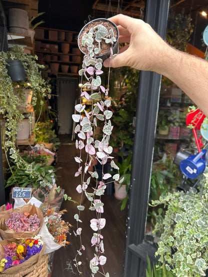 Ceropegia Woodii Variagata, or Variegated String of Hearts, outside Urban Tropicana’s houseplant store in Chiswick, West London