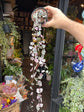 Ceropegia Woodii Variagata, or Variegated String of Hearts, outside Urban Tropicana’s houseplant store in Chiswick, West London