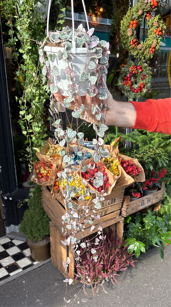 A string of hearts plant in front of Urban Tropicana&