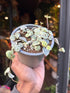 A Ceropegia Woodii variagata (string of hearts)  plant in front of Urban Tropicana&