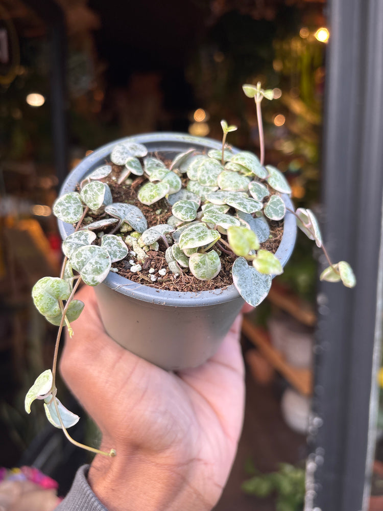 A Ceropegia Woodii variagata (string of hearts)  plant in front of Urban Tropicana&