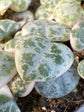 A Ceropegia Woodii variagata (string of hearts) plant in front of Urban Tropicana&