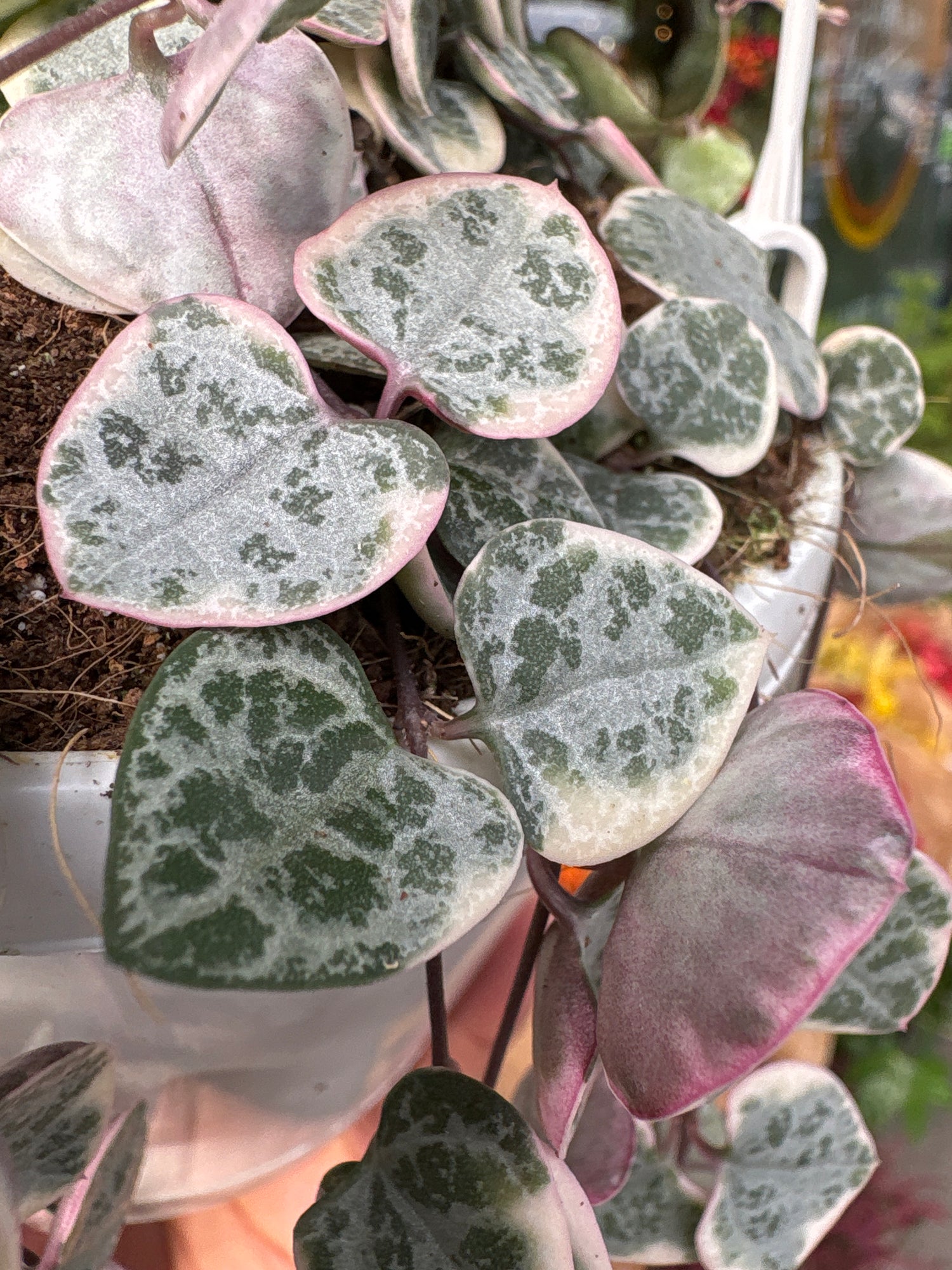  A string of hearts plant in front of Urban Tropicana&