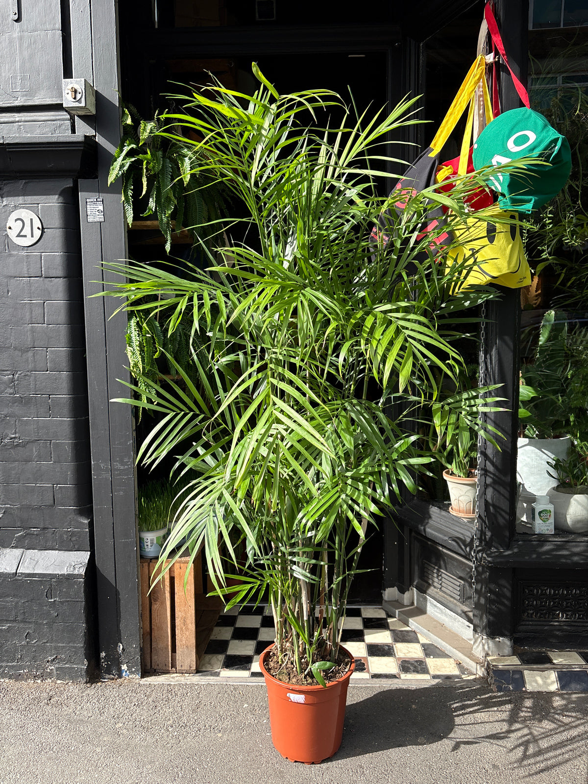 Chamaedorea seifrizii (Bamboo Palm) in 27cm pot outside Urban Tropicana plant shop in Chiswick, London