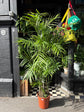 Chamaedorea seifrizii (Bamboo Palm) in 27cm pot outside Urban Tropicana plant shop in Chiswick, London