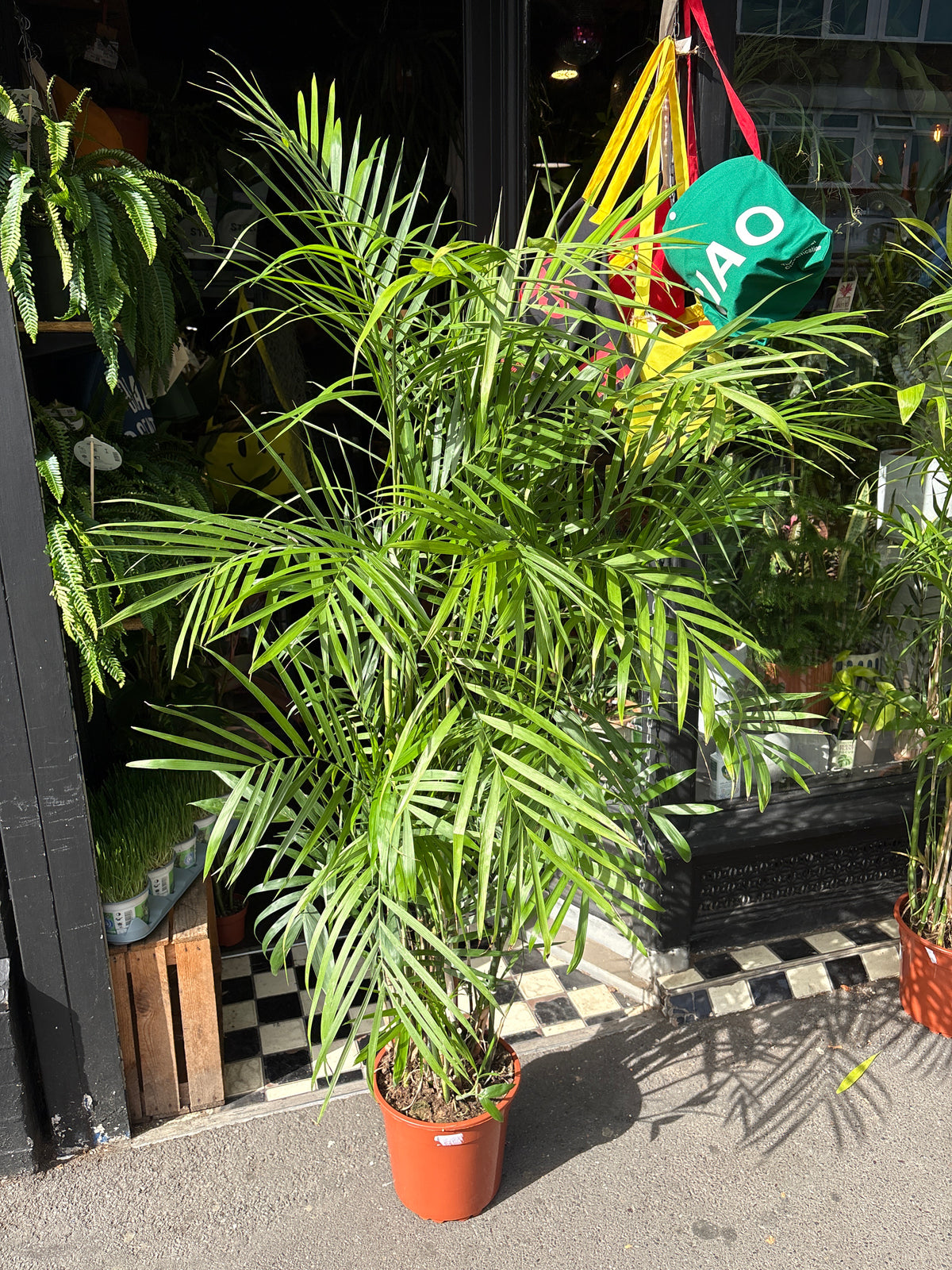 Chamaedorea seifrizii (Bamboo Palm) in 27cm pot outside Urban Tropicana plant shop in Chiswick, London