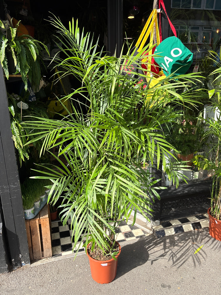 Chamaedorea seifrizii (Bamboo Palm) in 27cm pot outside Urban Tropicana plant shop in Chiswick, London