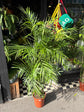 Chamaedorea seifrizii (Bamboo Palm) in 27cm pot outside Urban Tropicana plant shop in Chiswick, London