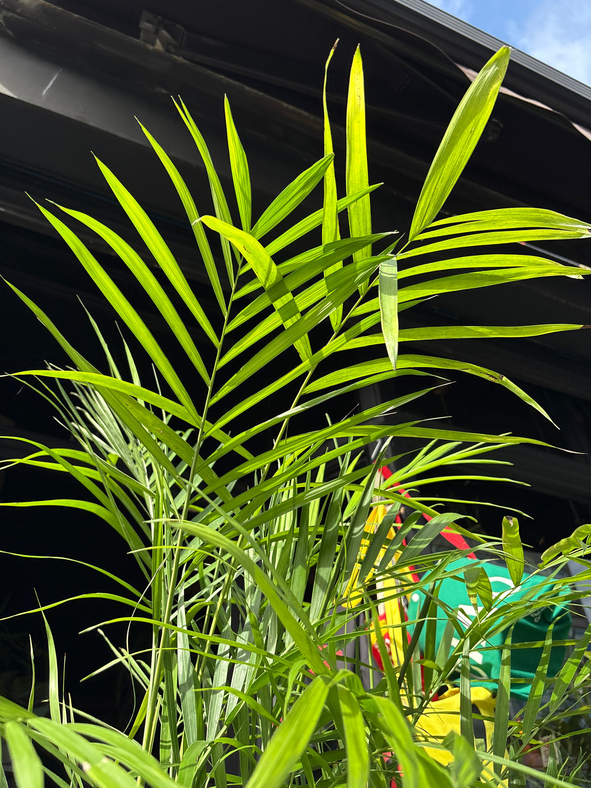 Chamaedorea seifrizii (Bamboo Palm) in 27cm pot outside Urban Tropicana plant shop in Chiswick, London