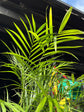 Chamaedorea seifrizii (Bamboo Palm) in 27cm pot outside Urban Tropicana plant shop in Chiswick, London