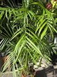 Chamaedorea seifrizii (Bamboo Palm) in 27cm pot outside Urban Tropicana plant shop in Chiswick, London