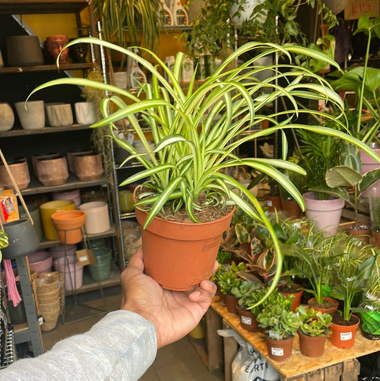 A Chlorophytum Comosum, Spider Plant in front of Urban Tropicana&