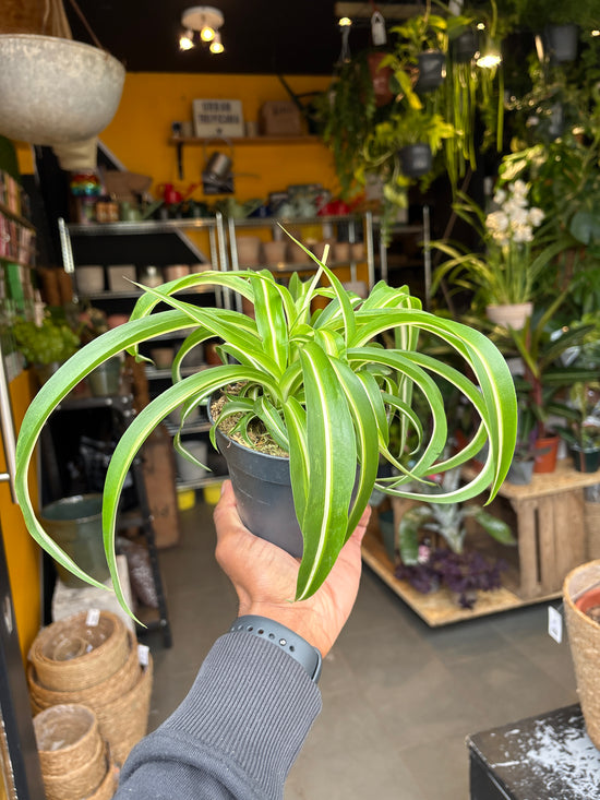 A Chlorophytum Comosum Bonnie or Spider Plant plant in front of Urban Tropicana’s Plant Shop in Chiswick London
