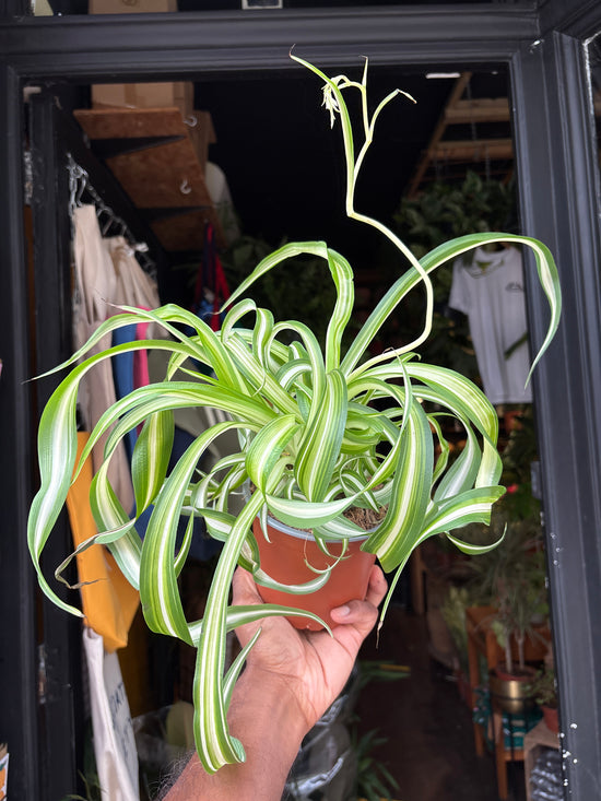 Chlorophytum Comosum Bonnie, also known as Spider Plant, outside Urban Tropicana’s houseplant store in Chiswick, London