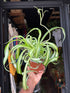 Chlorophytum Comosum Bonnie, also known as Spider Plant, outside Urban Tropicana’s houseplant store in Chiswick, London